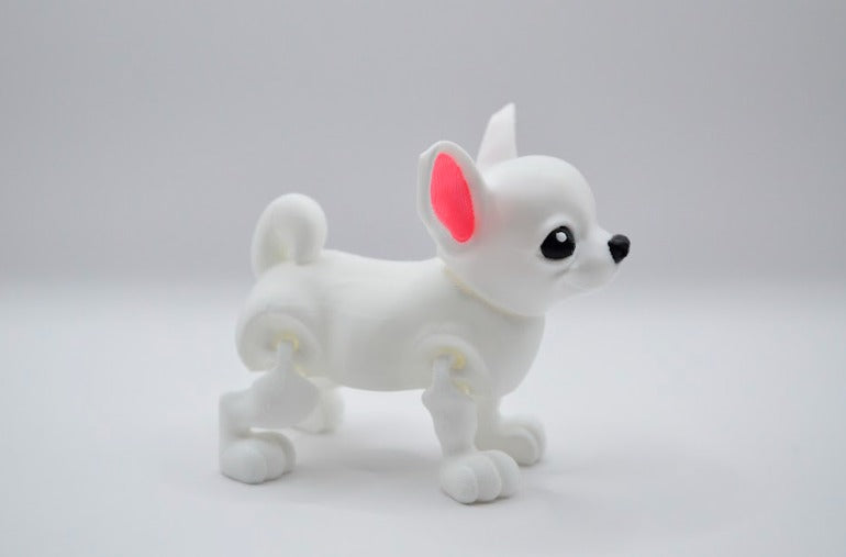 Chihuahua blanco