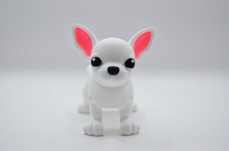 Chihuahua blanco