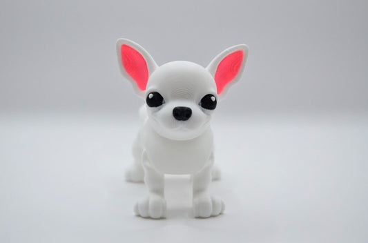 Chihuahua blanco
