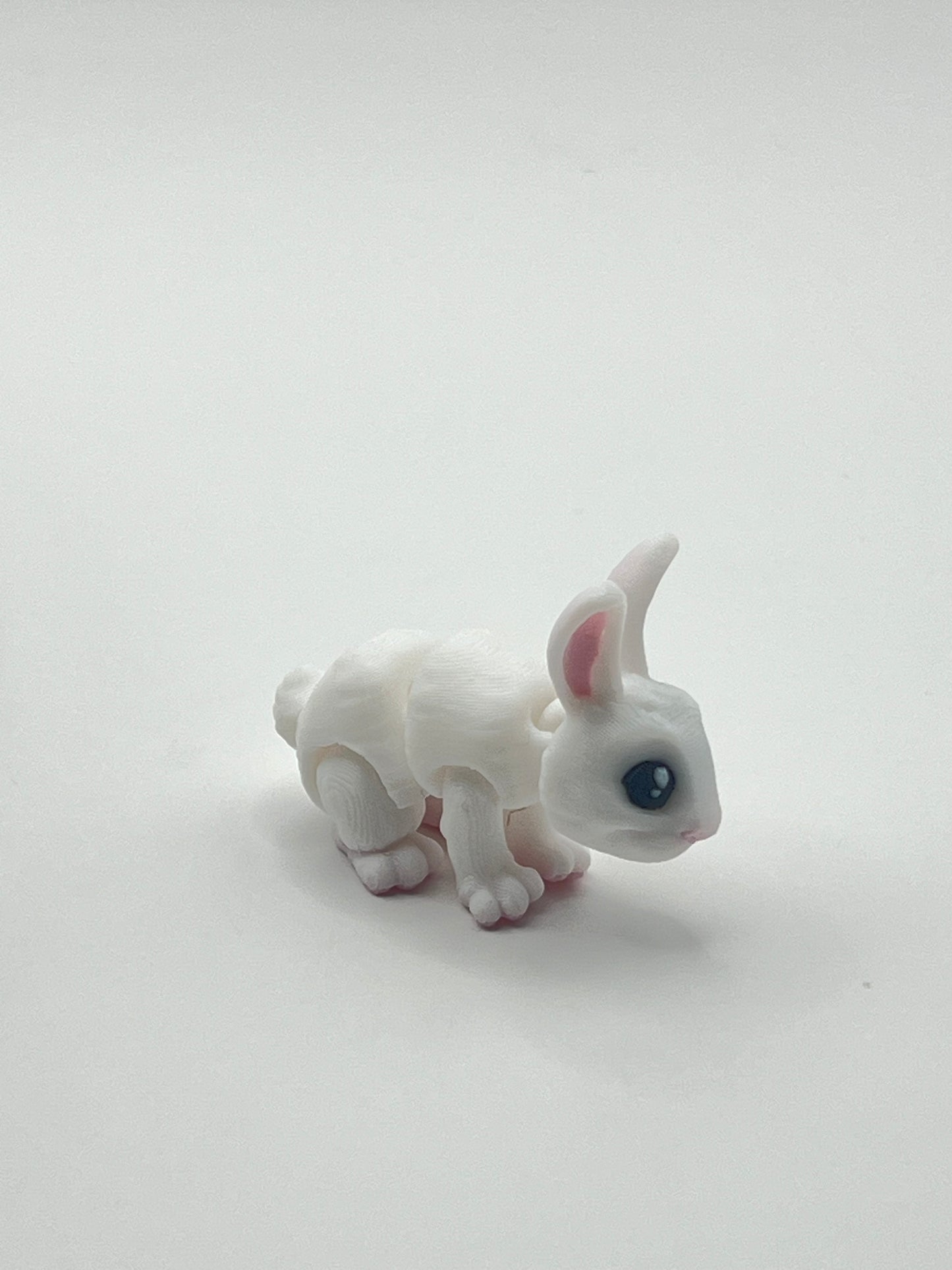 Conejo