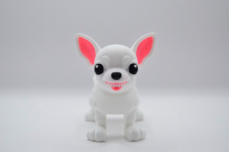 Chihuahua blanco furioso