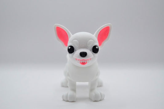 Chihuahua blanco furioso